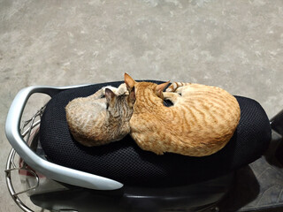Mother cat and kitten slipping on a vehicle sit in a parking lot 