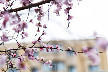 Apricot flowers bloom on the tree