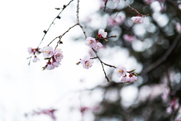 Apricot flowers bloom on the tree