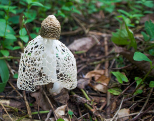 mushroom in the forest