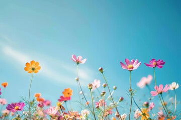 Vibrant wildflowers against a sunny blue sky