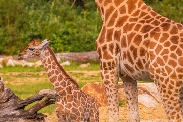 Giraffe in selective focus on green natural background
