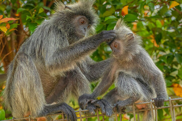 Closeup portrait of Tufted gray langur Semnopithecus priam
