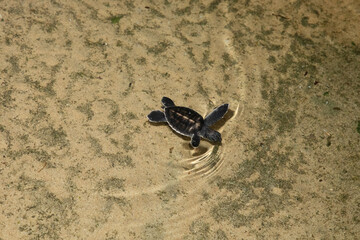 Baby turtle in a farm swim in the water