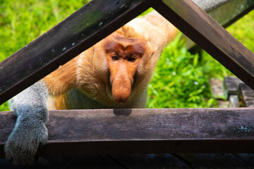 Proboscis Monkey Nasalis larvatus in mangrove rain forest