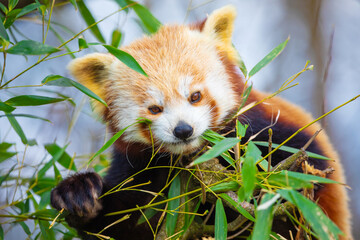red panda Ailurus fulgens, lesser panda, is a small mammal