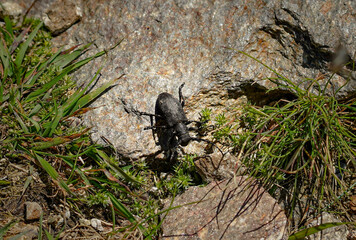 Black Weaver beetle (Lamia textor) with a beautiful pattern on the back standing o a rock with grass growing on the sides