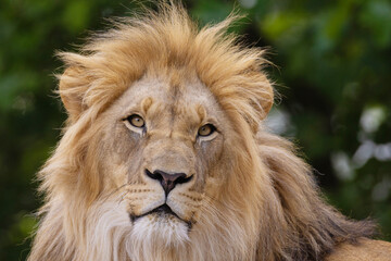 close-up image of a lion's head. expression is calm and majestic