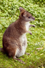 Bennett's wallaby Macropus or Notamacropus rufogriseus