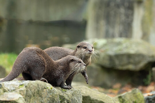 Fototapeta Asian small clawed otter Amblonyx cinerea, small clawed otter