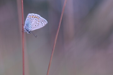 farfalla licenide in primavera al tramonto