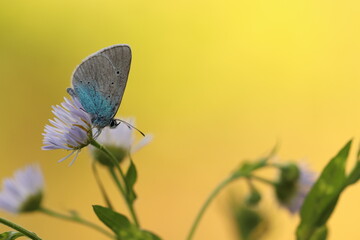 una farfalla glaucopsyche alexis in primavera
