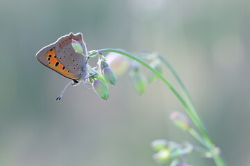 una farfalla lycaena phlaeas in primavera al tramonto
