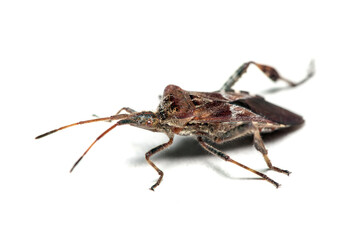 Coreus marginatus Lederwanze left side