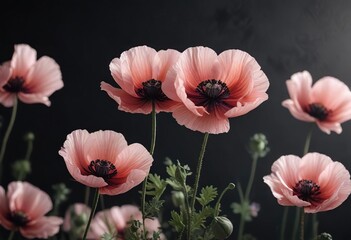 Delicate opium poppy mockup against a dark background with intricate petals and soft colors, plant, isolated