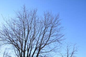 Blue Sky Bare Tree