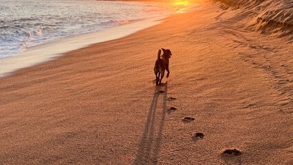 Happy dog walking on beach at sunset. © Karen Images