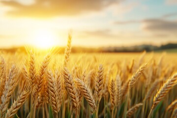 A 3D-rendered wheat field with perfectly symmetrical rows of wheat stalks, glowing under a dramatic sunset sky, with soft focus on the horizon