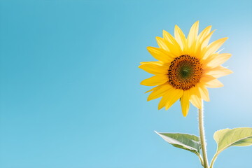 Obraz premium A sunlit field of sunflowers in full bloom, bright yellow petals against a blue sky, cheerful and vibrant, expansive and colorful