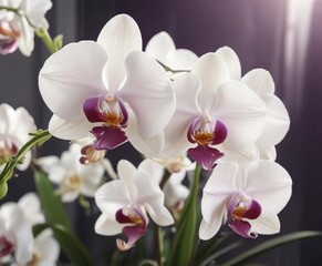 Fototapeta premium Exquisite white rare orchids with purple border and wavy petals in sunlight, wavy, sunlight, bright, elegant, purple