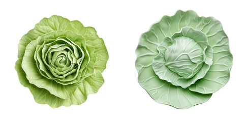 Fototapeta premium Two varieties of cabbage, showcasing distinct shapes and textures, with one resembling a rose and the other a traditional round head.