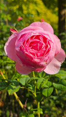 A pink flower is in the foreground of a green field