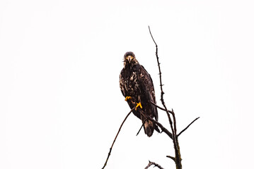 A bald eagle (Haliaeetus leucocephalus) perched in Alaska, USA.