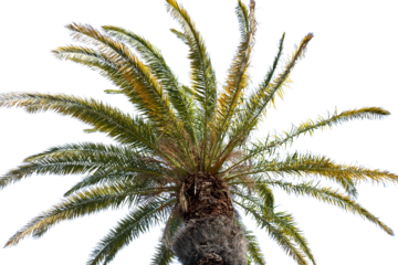 Palm trees isolated on white transparent sky, Coconut tree