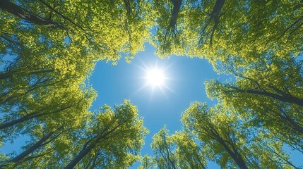 Obraz premium A wide-angle view of the sky, seen from below through tall trees with green leaves and blue skies.