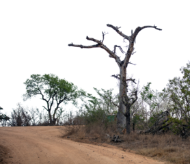 African savannah arid landscape isolated on white transparent sky, Bare tree on the reddish dirt road side