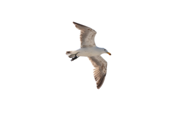 Seagull, Hartlaub Gull flying isoalted on white transparent, under view