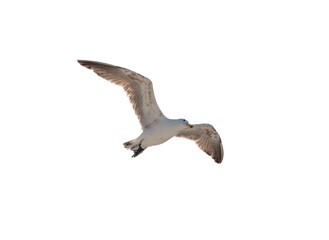 Seagull, Hartlaub Gull flying isoalted on white transparent, under view