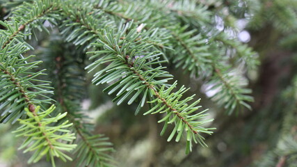 close up of tree