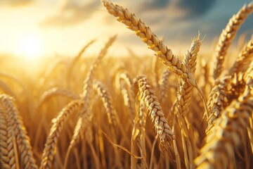 Fototapeta premium A serene sunset over a wheat field, with the sky painted in rich oranges and purples and the crops glowing softly