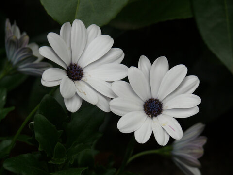 Close-up of Dimorphotheca ecklonis (Dimorphotheca ecklonis DC.) flowers among leaves