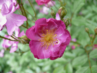 Close-up of a blooming purple and yellow alpine rose or mountain rose (Rosa pendulina L.) flower among buds and leaves