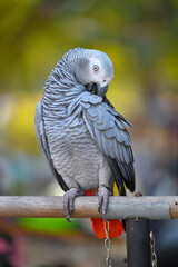 African Grey Parrot Free-flying training bird standing on a perch