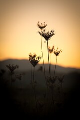 Silhouette of grass at sunset. Natural background. Selective focus.