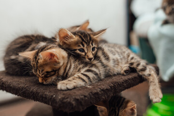 Three young cute bengal kittens laying on a soft cat's shelf of a cat's house indoors.
