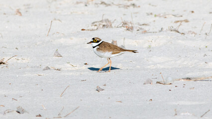 bird in the snow