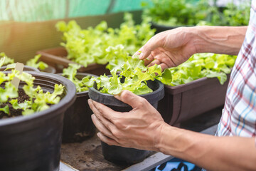 Person Caring for Fresh Lettuce Plant in a Greenhouse Setting with Natural Light