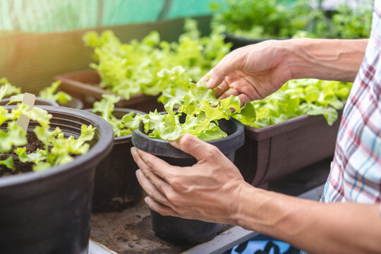 Person Caring for Fresh Lettuce Plant in a Greenhouse Setting with Natural Light