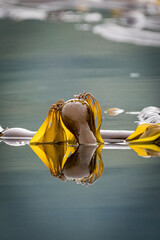 Bull Kelp (Nereocystis luetkeana) floating on the ocean's surface off the coast of Alaska, USA.