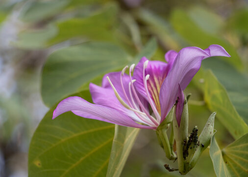 Bauhinia blakeana or Hong Kong Orchid tree flower and bud with aphids