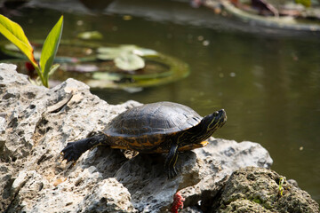 Fototapeta premium closup of a Chinese Stripe Necked Turtle