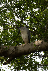 Fototapeta premium black-crowned night heron (Nycticorax nycticorax) in tree looking at the camera