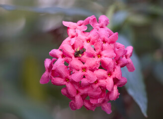 closup of a Daphne odora or winter daphne blossom  native to China