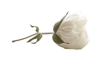 cotton flower isolated on a transparent background
