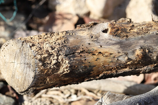 Branch with feeding sites of false powder-post beetle called also feather-horned borer, Sinoxylon anale. 