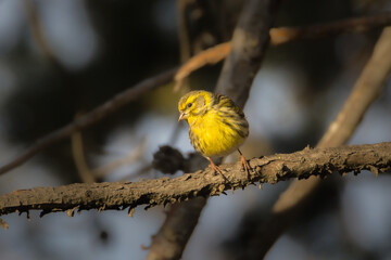 European Serin perched on a branch in the morning light